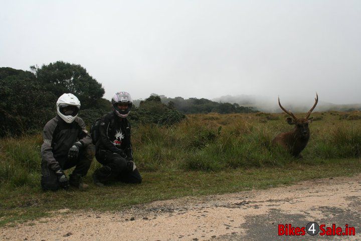 Madras Bulls, Tamil Nadu - Bikes4Sale