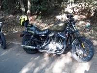 Olive Harley Davidson Iron 883