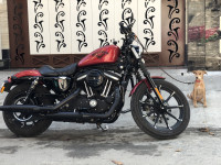 Harley Davidson Iron 883