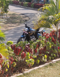 Starlight Blue Jawa forty two