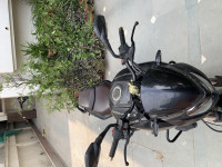 Bajaj Dominar 400 ABS BS6