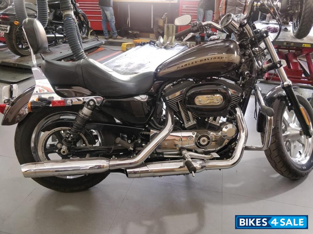 Sumatra Brown Harley Davidson 1200 Custom