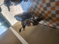 Black TVS Scooty Streak