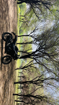 Black Honda CBR 250R