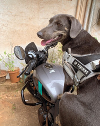 Dapper Grey Royal Enfield Hunter 350 Metro