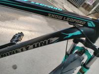 Ninety One  Snow leopard