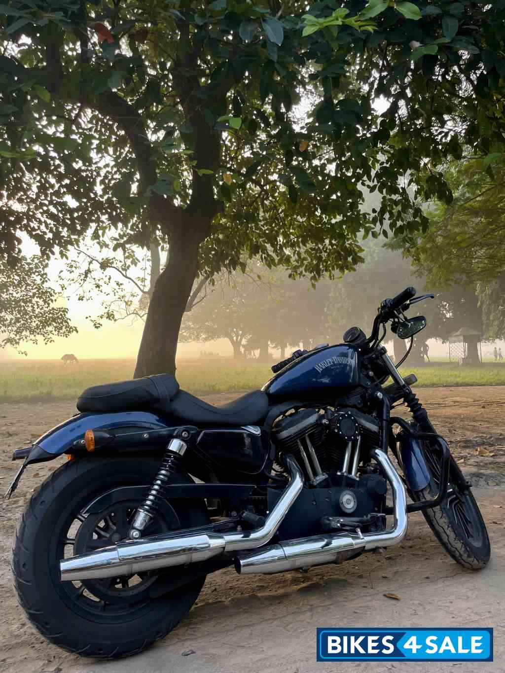 Midnight Blue Harley Davidson Iron 883