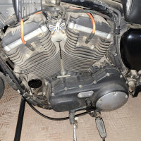 Black Harley Davidson Iron 883