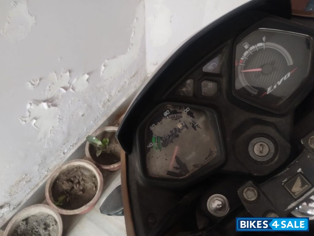 Golden Honda Livo Drum