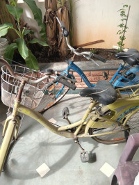 BSA Lady bird