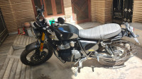 Golden Shadow Royal Enfield Bear 650