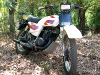 Pearl Whitr Suzuki Shaolin