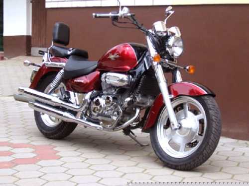 Marron Balck Kinetic Aquila